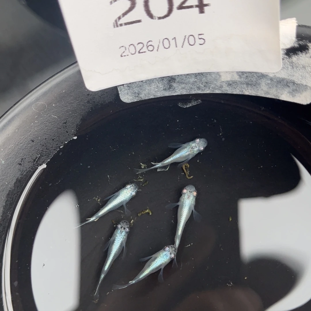 青鳉鱼204短干之五尾