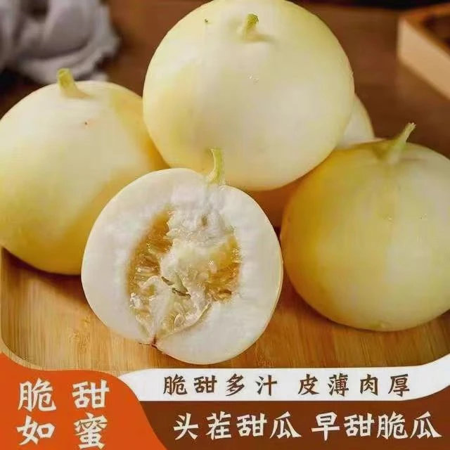 【脆甜多汁】头茬山东小蜜蜂甜瓜应季新鲜水果早甜脆爽自然瓜香四溢