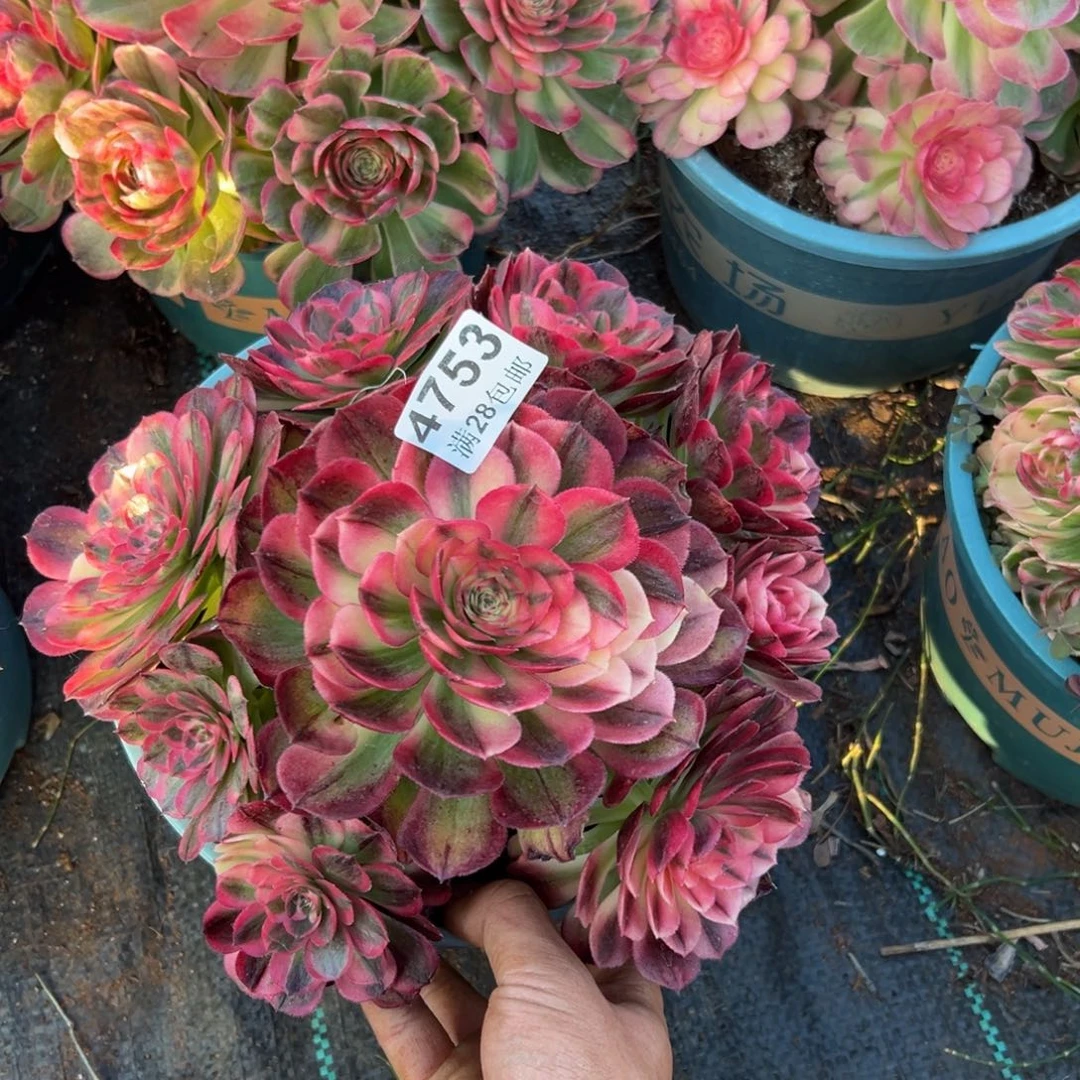 t***2多肉植物4753多肉植物