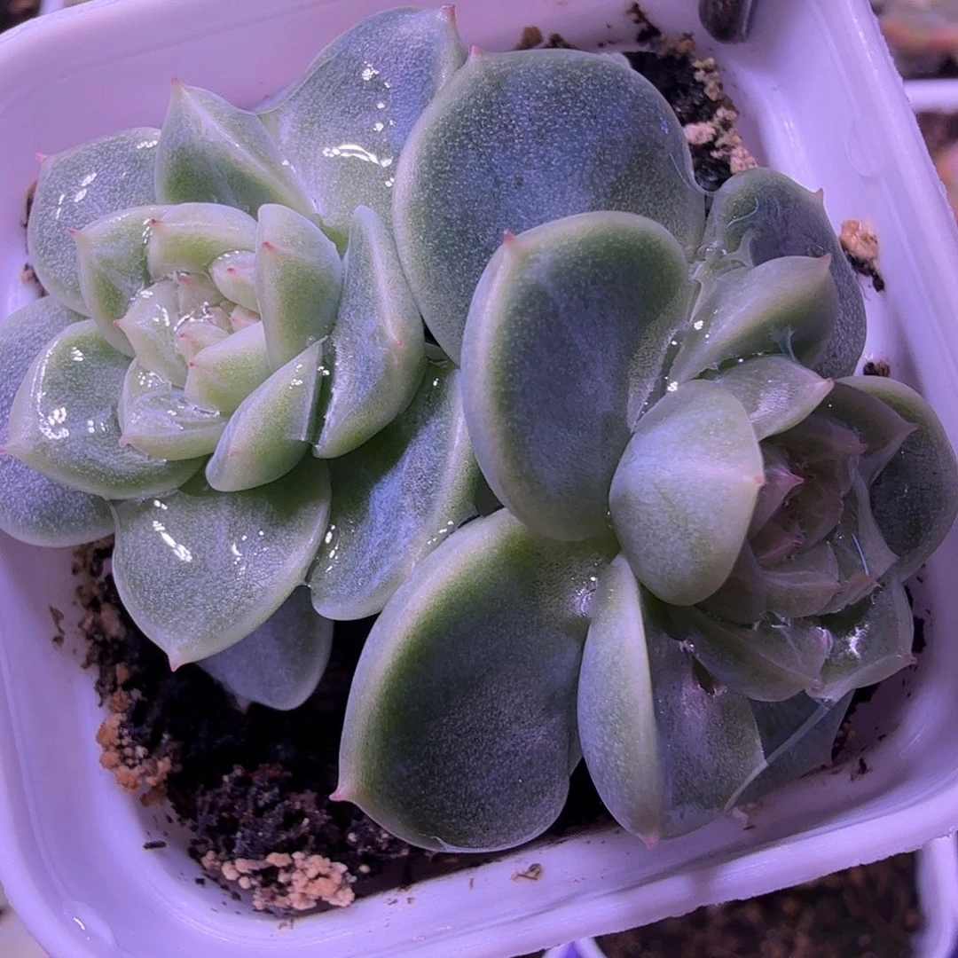 财富密码暴富叶插苗一物一拍