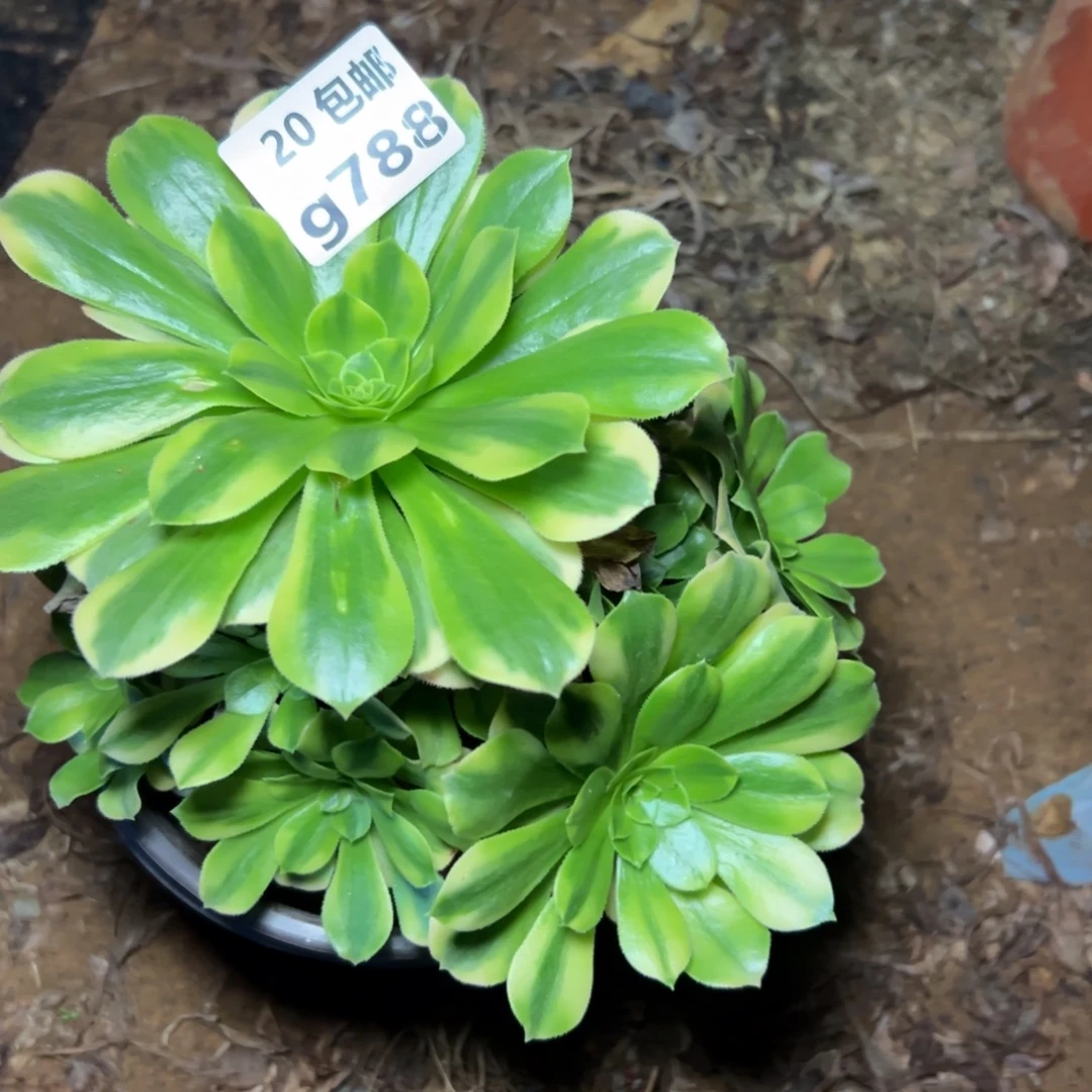 X***子788金丝，满20包邮嘟叮熊