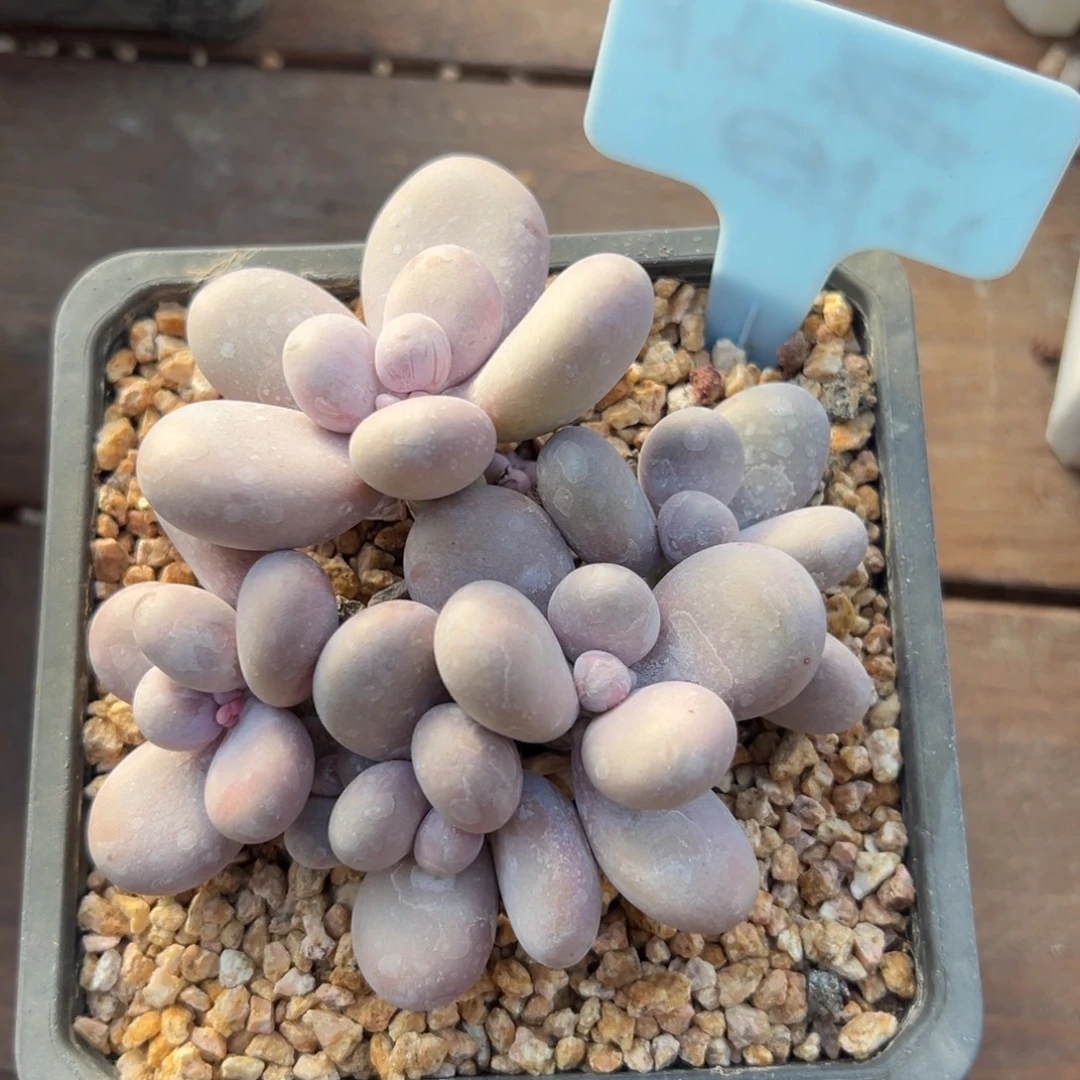 原始奶111111111111111