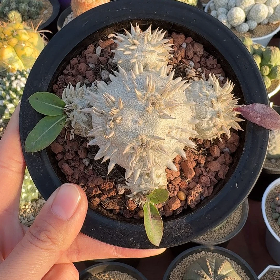 丫***活惠比须笑仙人球12345