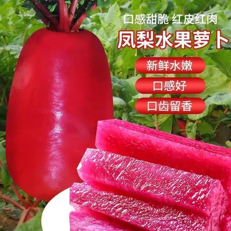 今年新品凤梨水果萝卜种子生吃紫美人萝卜胭脂萝卜籽四季蔬菜种子