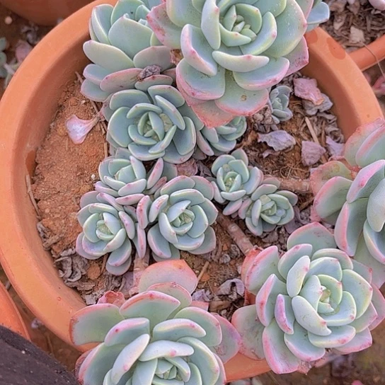 多肉植物。。。。。。。。。。。。。。。。。。