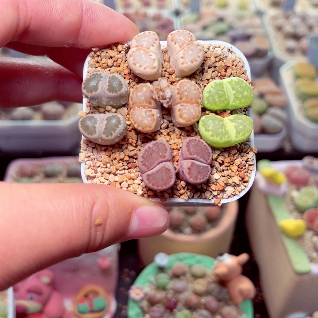 666号带盆盆包邮发货