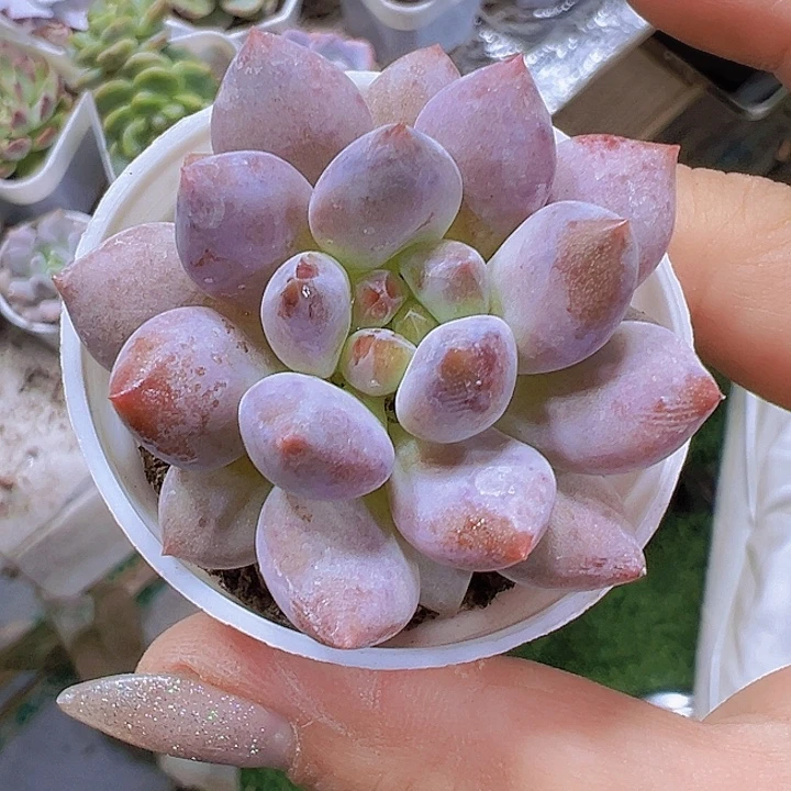 半夏19包邮多肉植物