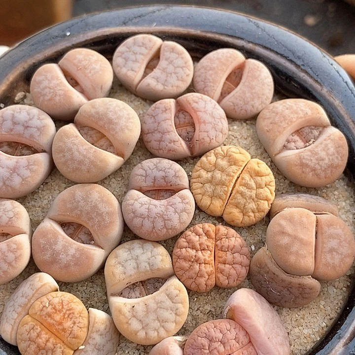 拿铁一组两颗