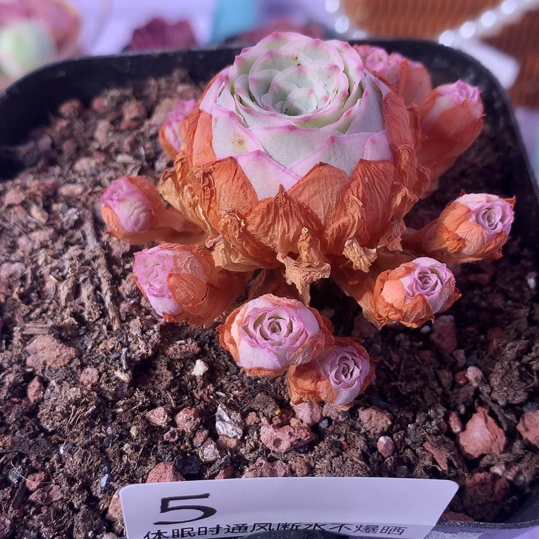 秋夕覆轮锦5一一一