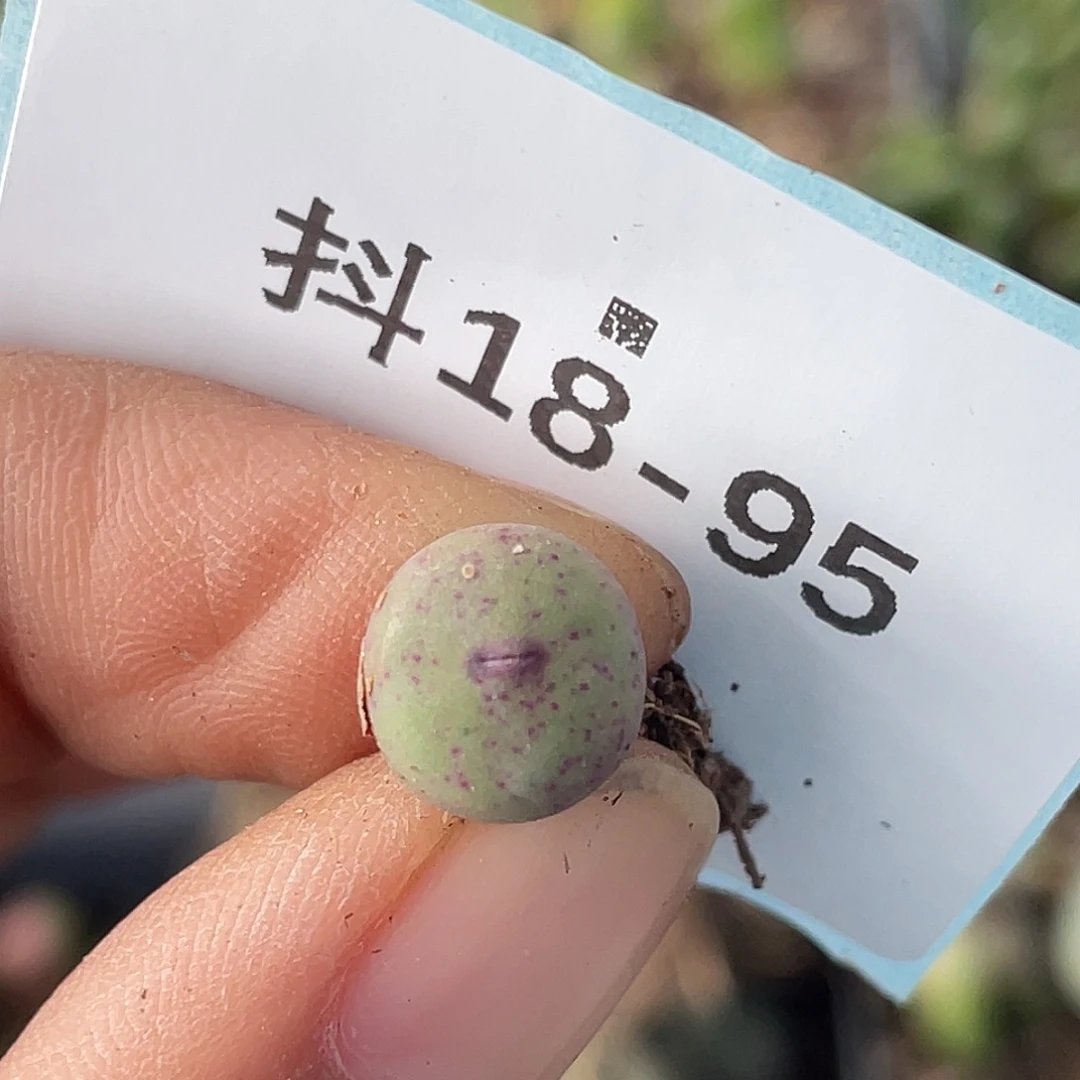 18-95嘴多肉植物肉锥