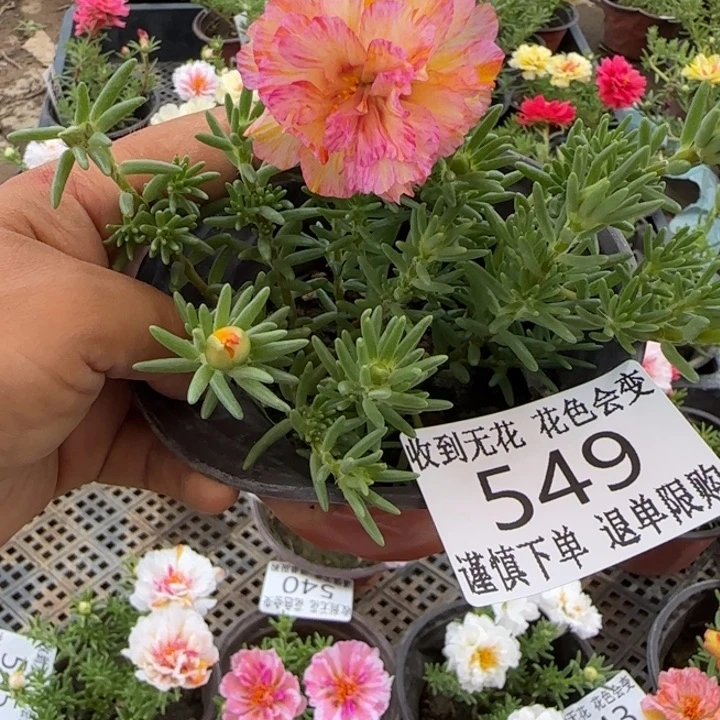 无花朵549超小苗盆口10cm