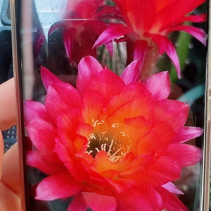 毛花柱妹妹杏侧芽拍一发二