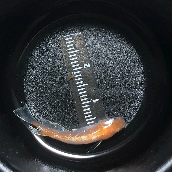 海水鱼观背青鱂010