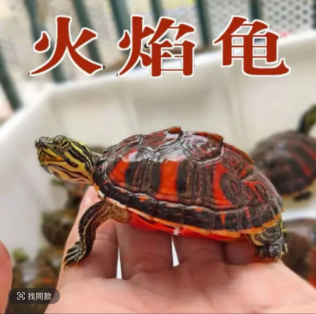 火焰龟