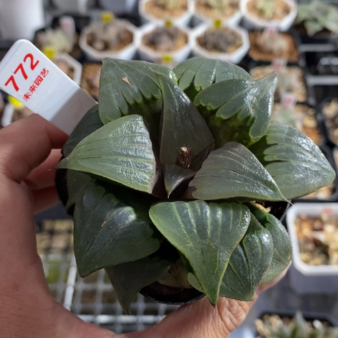 772媚凤寿一物一图