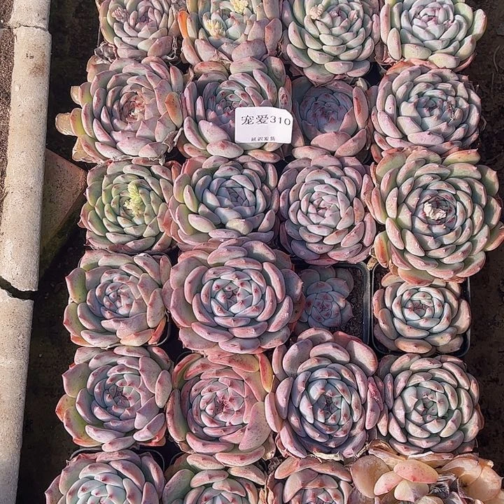 直播福利一物一拍310