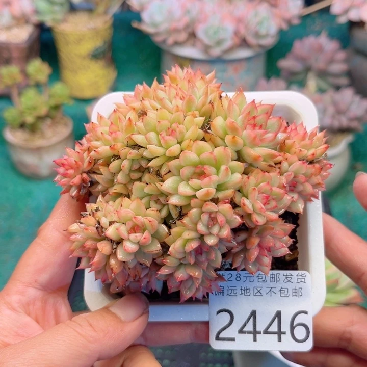 大2446；gsgxhvvbhg