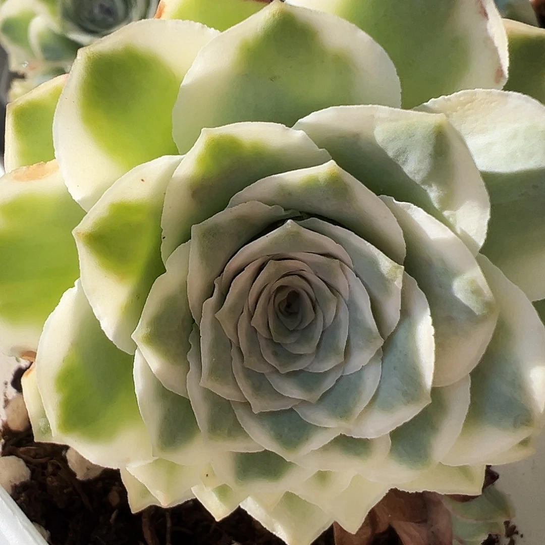 山地玫瑰锦352号秋夕