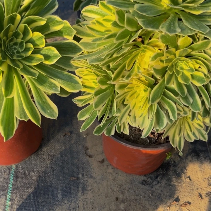 207多肉植物一物一拍