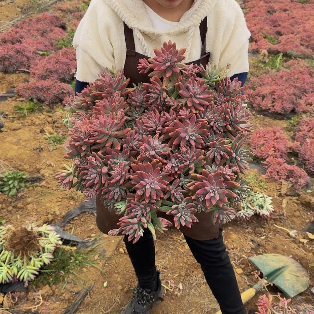 秋丽一颗不包损15米
