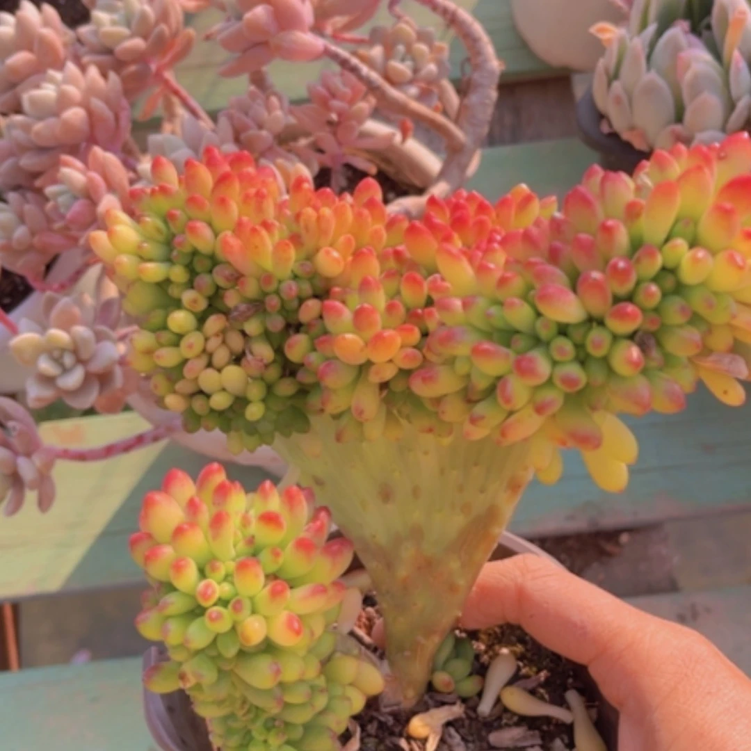 【闪购商品】柠檬手指缀13211