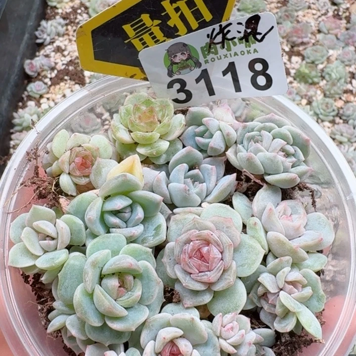 多肉植物多肉植物