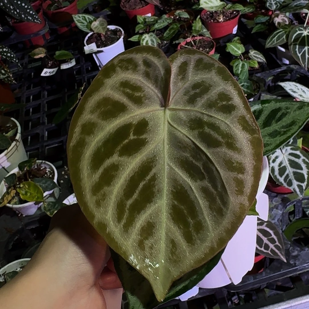 一***勺不开花植物粉面纱杂铜锣烧G106