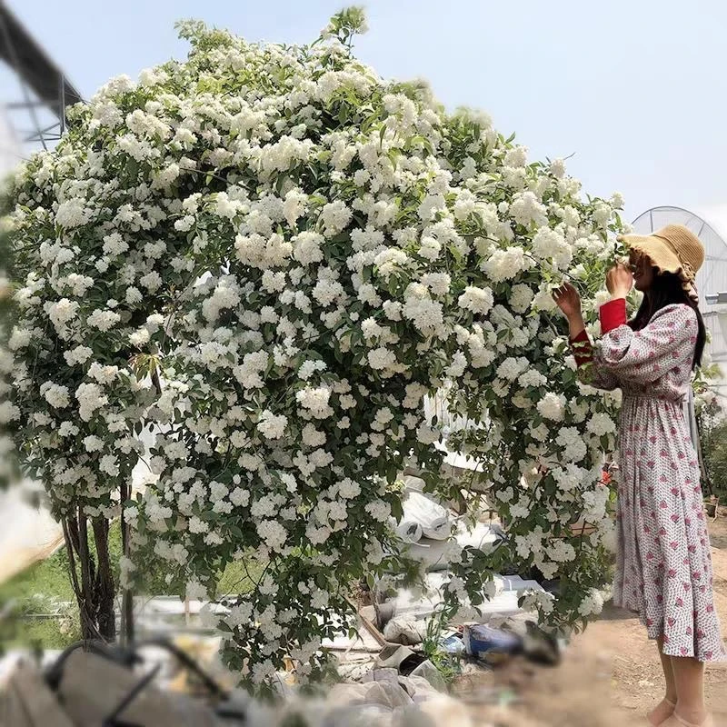 白木香花苗爬藤植物花卉重瓣红黄木香花树苗庭院蔷薇四季开花盆栽