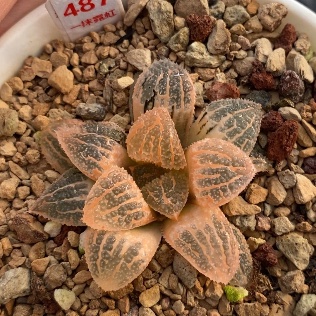 487湖斑具味城shouj