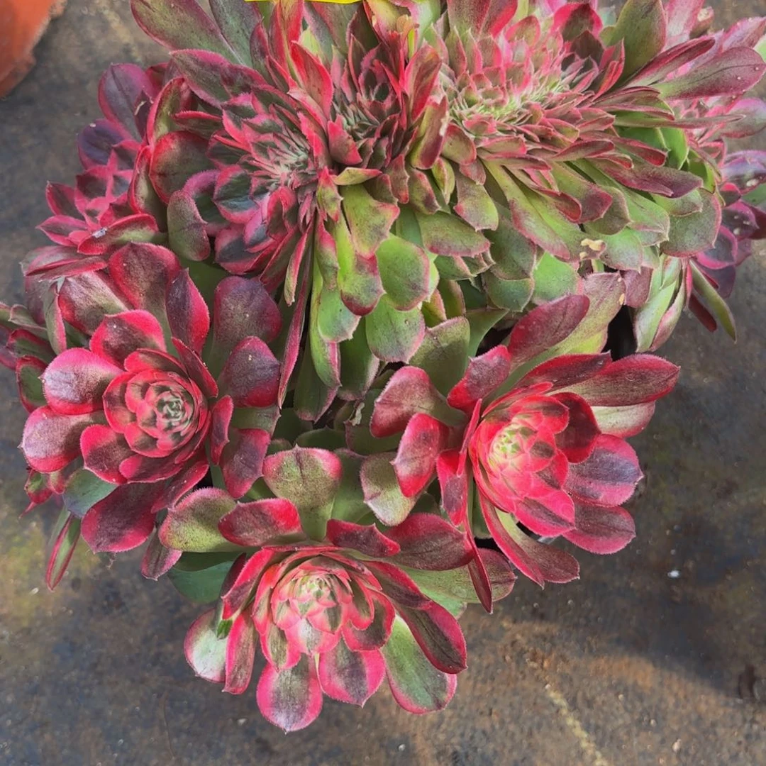 哈哈多肉葡萄多肉