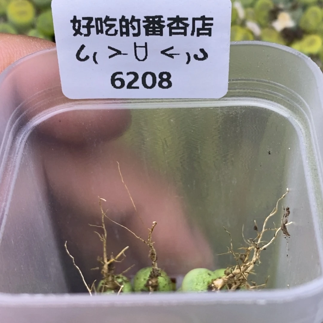 S****?6208。18包邮.当天凑哦。新疆西藏88包邮