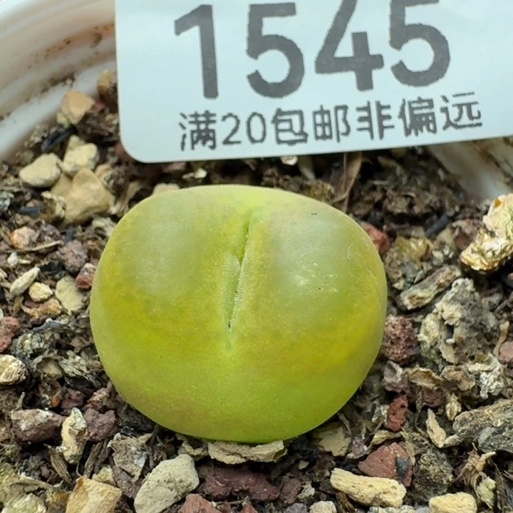 带盆土。