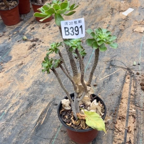391绿豆不包断枝