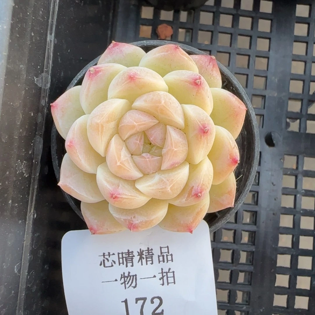 闪购精品多肉172号