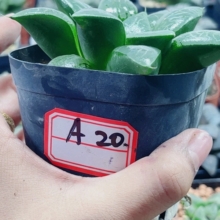十二卷 实生寿 特选