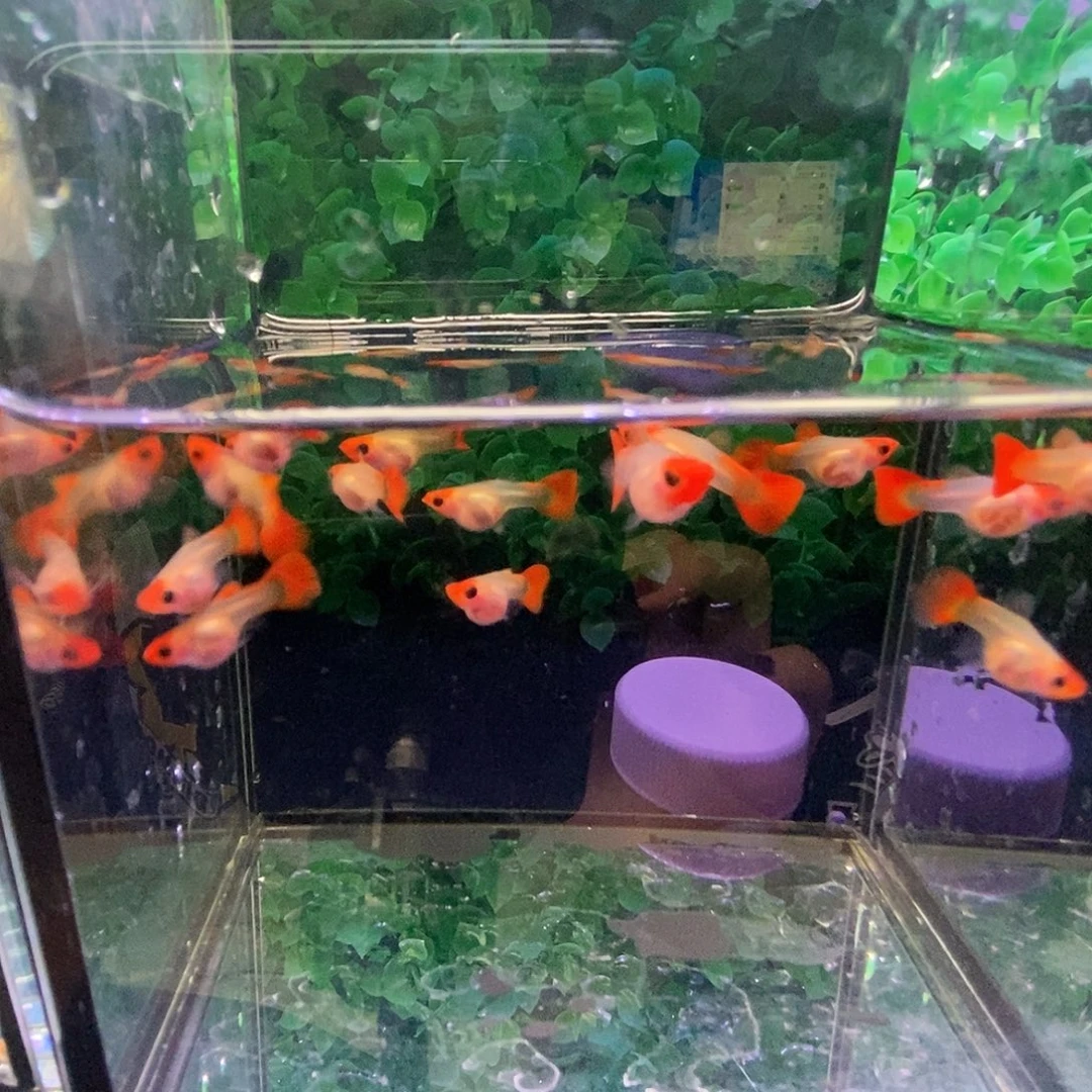 ₯***࿐孔雀鱼深海蓝玻璃猫15条