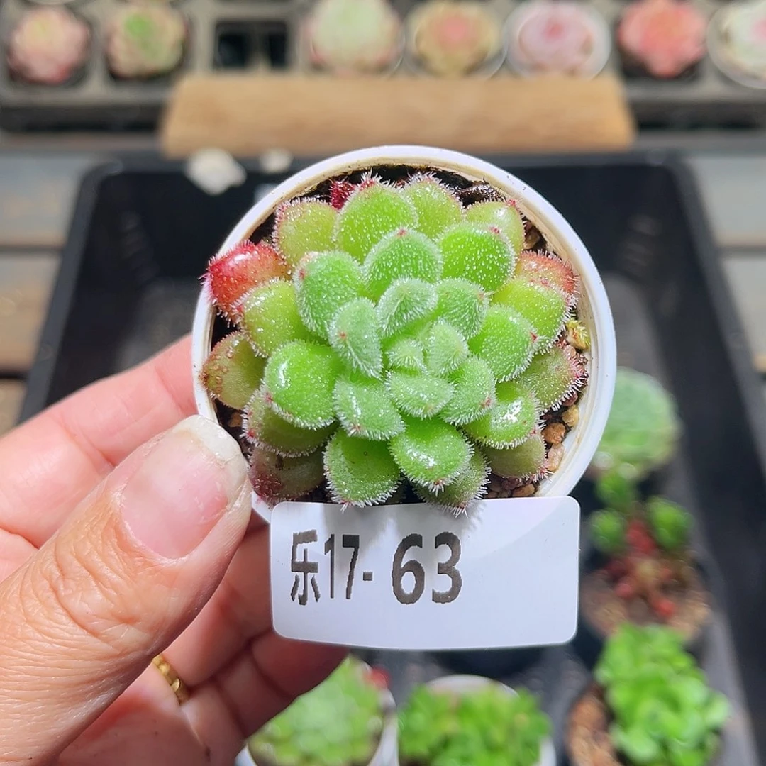 木乐17-63红毛丹单头