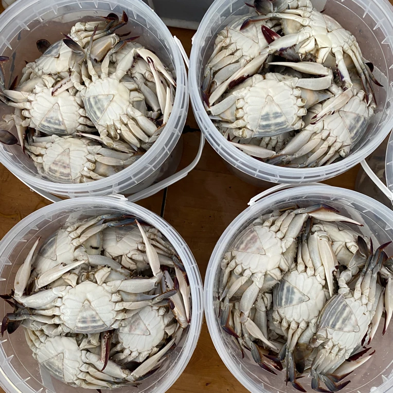 莱州特色生呛二母蟹一桶3斤每斤5到6只，2-3两/只1【冻蟹】