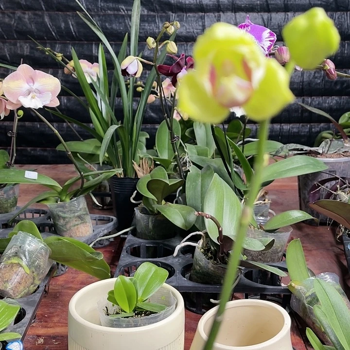 当前无花栽培后可以开花绿如意变异