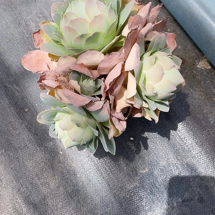 x****n山地玫瑰一物一拍