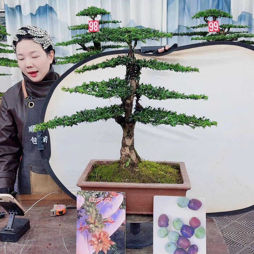 无花朵罗汉松一物一拍888