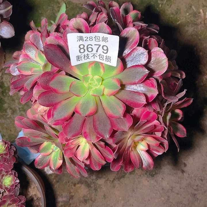 8679美杜莎多肉植物