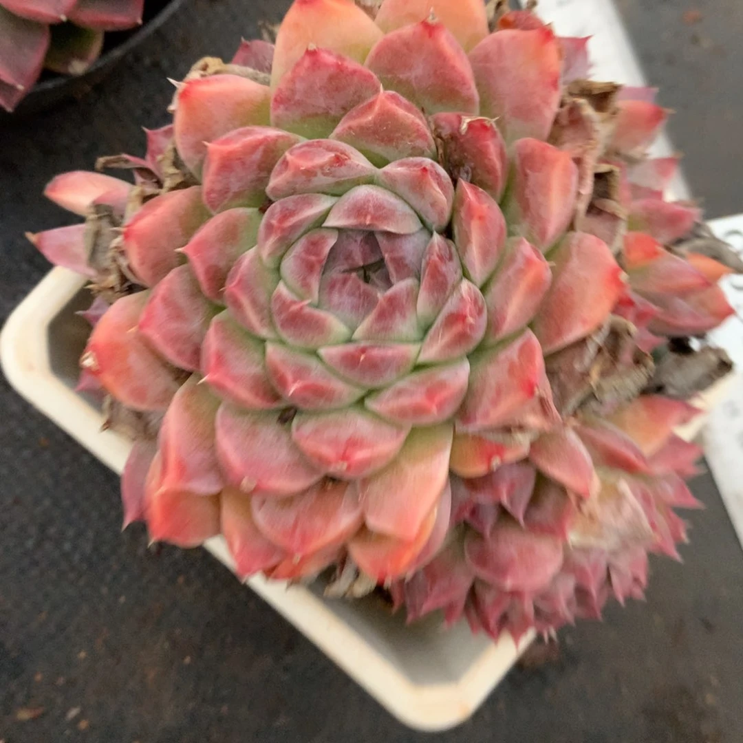 5600杂交多肉植物