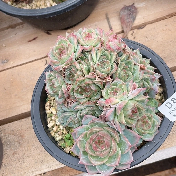 若如东云单拍D855