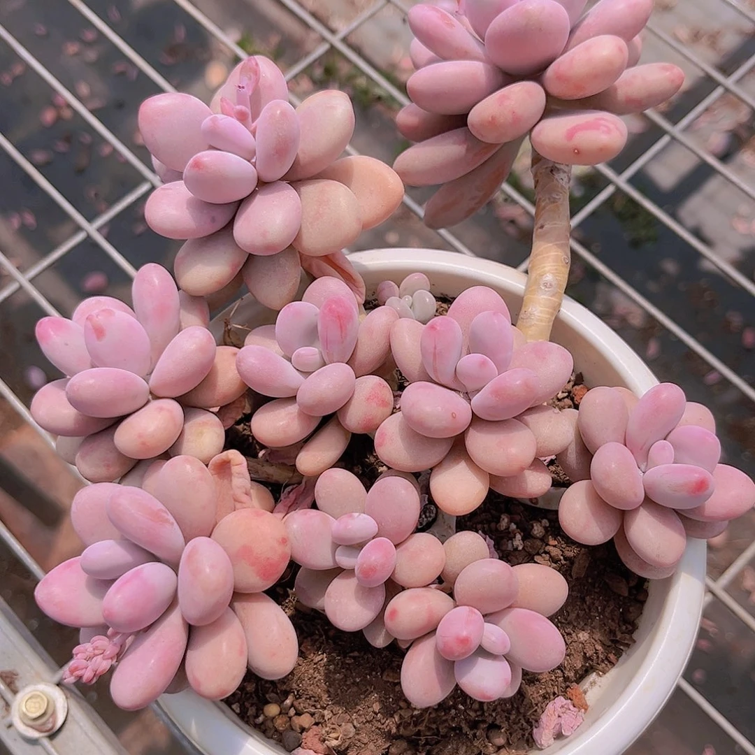 桃蛋9999999999999999