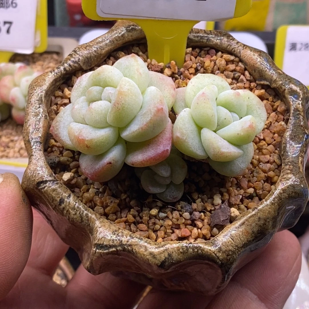 6161冰玉石化三头福利