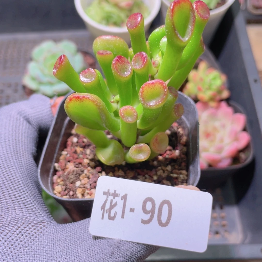 花利美 1-90吸财树