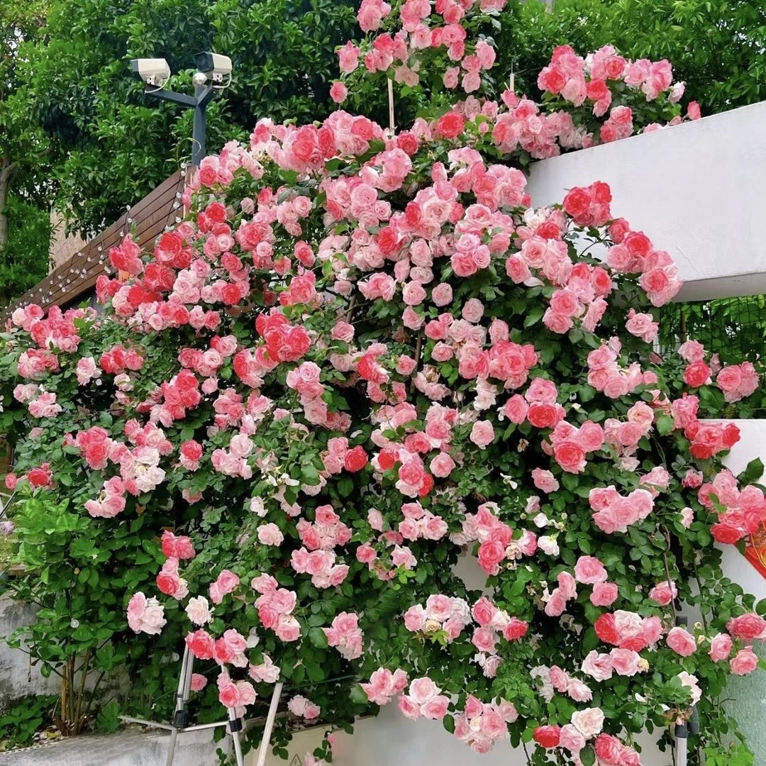 樱霞 爬藤抗病性极强  丰花 多季节开花 藤本月季花苗