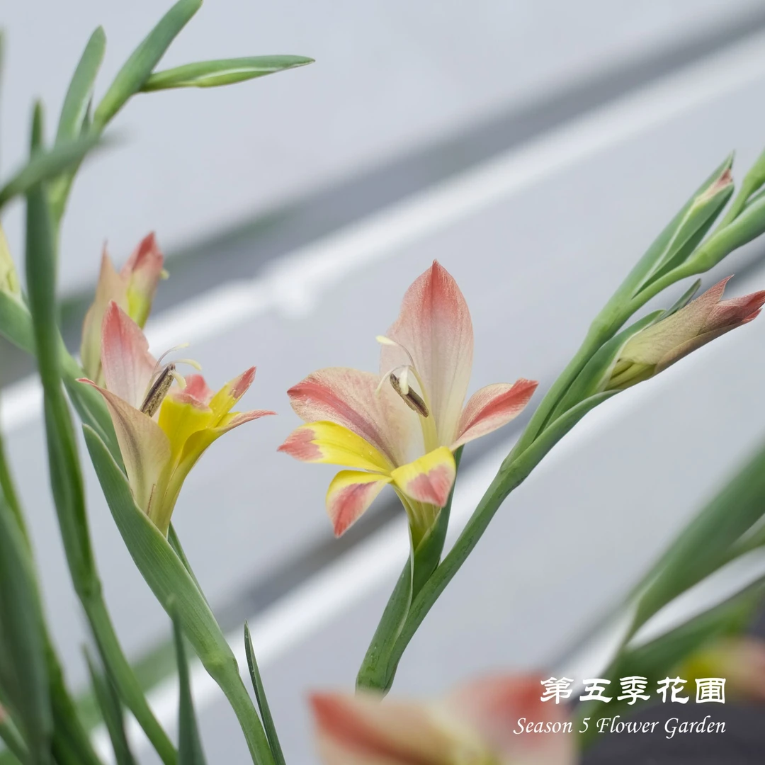 第五季花圃 原生剑兰‘彩眼’ 多年生春季开花球根植物庭院阳台盆栽