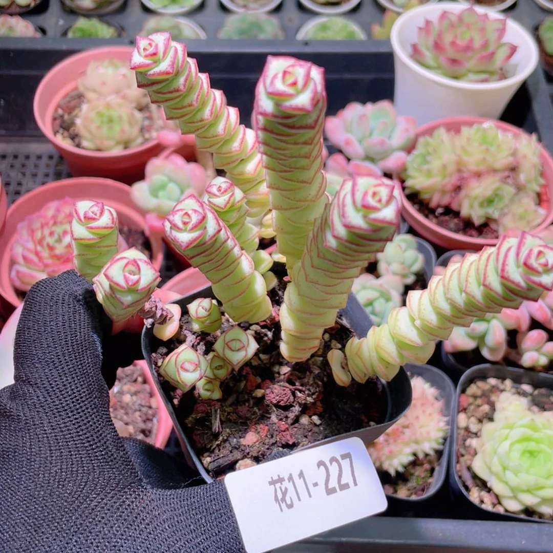 花利美11-227钱串